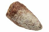 Fossil Phytosaur (Redondasaurus) Tooth - New Mexico #192568-1